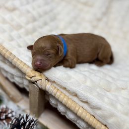 Peace - Red male Double Doodle puppy in Orange, Texas from Walk with Me Doodles