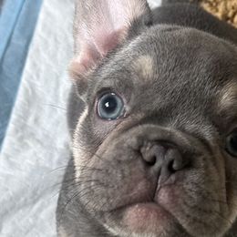 French Bulldogs and Pugs from House of Pugs and French BullDogs