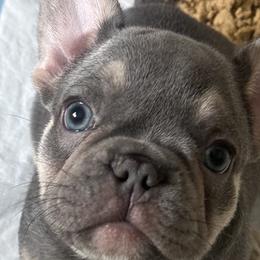 French Bulldogs and Pugs from House of Pugs and French BullDogs