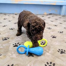 Australian Labradoodle, Bernedoodle, Goldendoodle, Poodle, and Sheepadoodle Puppies from Sutton Place Doodles