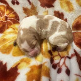 Female 1 - Orange roan female Brittany puppy in Shinnston, West Virginia from Brookfield Farm Brittanys LLC