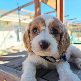 Hermes - Blenheim male Cavapoo puppy in Roseville, California from Heavenly Goldendoodles