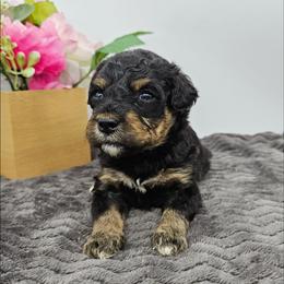 Daffodil - Phantom female Bernedoodle puppy in Granton, Wisconsin from Rose River Farms