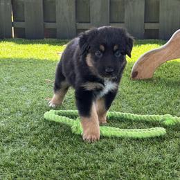 Eva - Black tri-color female Australian Shepherd puppy in Oak Hill, Florida from Swingin T Ranch LLC