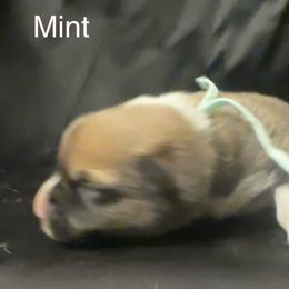 Mint collar female - Fawn female Pembroke Welsh Corgi puppy in Oxford, Pennsylvania from K&S Quality Pembroke Welsh Corgi’s
