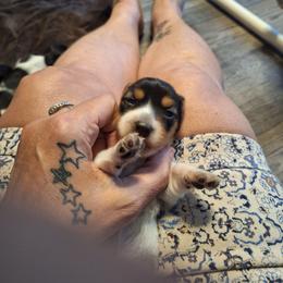 Female 1 Tan Mask - Piebald female Dachshund puppy in Gordon, Georgia from Long Dogs Yellow Farm