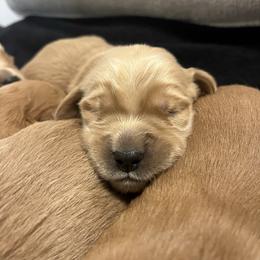 Summit - Golden male Golden Retriever puppy in Blackfoot, Idaho from Ivy’s Goldens