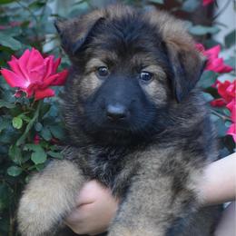 Red collar Male - Sable male German Shepherd puppy in Marianna, Florida from Haus M Godwin
