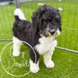 Pink - Tri-color female Bernedoodle puppy in Rockwall, Texas from Glory Doodles