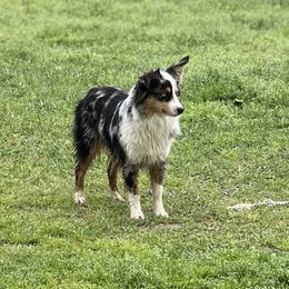 Liv - Toy Australian Shepherd