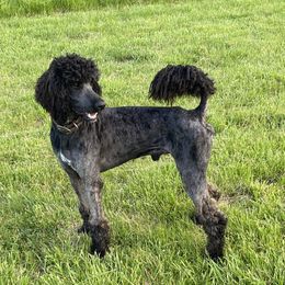 Winston - Poodle