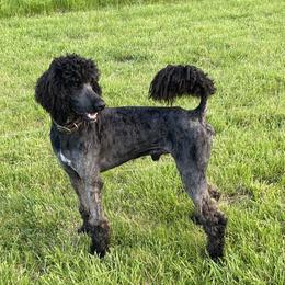 Winston - Poodle