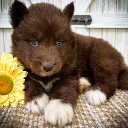 Rex - Red and white male Siberian Husky puppy in Union Grove, Alabama from Southern Siberian Life