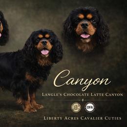 Canyon - Cavalier King Charles Spaniel