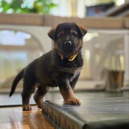 Yellow collar (Honey) - Sable female German Shepherd puppy in Hermitage, Pennsylvania from Shepherds of the Hundred Acres