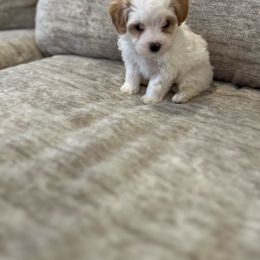 Oreo - Parti male Goldendoodle puppy in Harrison, Arkansas from New Hope Ranch