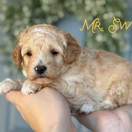 Mr. Swiss - Apricot male Goldendoodle puppy in Sacramento, California from Dandy Doodles Goldendoodles