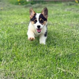 Arctic Hare - Black and tan male Pembroke Welsh Corgi puppy in Ashland, Ohio from SS Australian Shepherds