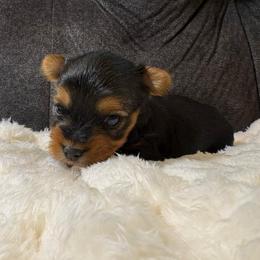 Johnny Depp - Black and tan male Yorkshire Terrier puppy in San Antonio, Texas from Sweet as dessert puppies
