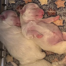 Maltese - White female Maltese puppy in Houston, Texas from The Royal Furbabies