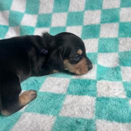 Purple collar - Black and cream female Dachshund puppy in Eustis, Florida from K8’s Dachshunds