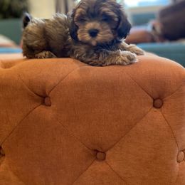 Havanese and Havapoo Puppies from Ladypawspuppies