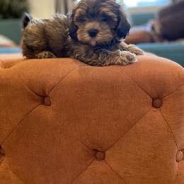 Havanese and Havapoo Puppies from Ladypawspuppies