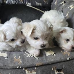 BJ - White male Maltese puppy in Acworth, Georgia from Serenity on the hill