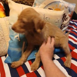 Olivia - Cream female Labradoodle puppy in Henderson, Nevada from Hills labradoodles