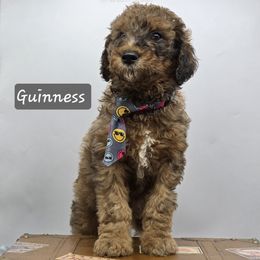 Guinness - Merle Bernedoodle puppy in Neillsville, Wisconsin from Granton Creek