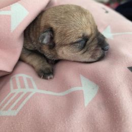 Girl 1 - White female Miniature Schnauzer puppy in Titusville, Florida from Alysha's Grandbabies