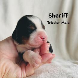 Sherrif - Black white and tan male English Springer Spaniel puppy in Casa Grande, Arizona from The Spaniel Garden