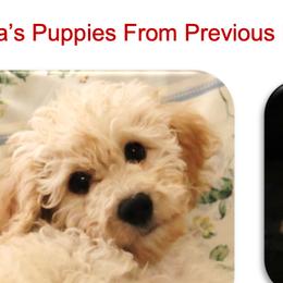 Cavalier King Charles Spaniels, Cavapoochons, and Goldendoodles from Timshell Farm Specialty Crossbreed Puppies