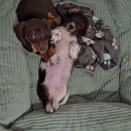 Dachshund Puppies from Newbern's Nuggets