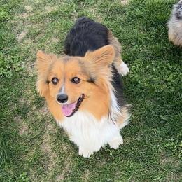 NOVA - Pembroke Welsh Corgi