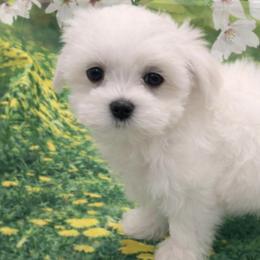 Lily - White female Maltese puppy in North Myrtle Beach, South Carolina from Perfect Puppies