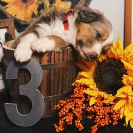 Australian Shepherd Puppies from Haulin' Auss Shepherds