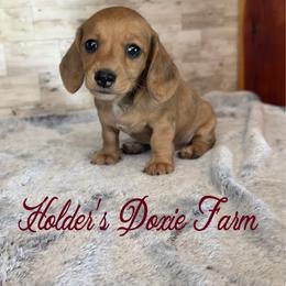 Sierra - Cream female Dachshund puppy in Atwood, Oklahoma from Holder’s Doxie Farm