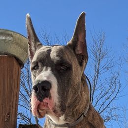 Konstantin - Great Dane
