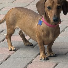 Demi - Dachshund