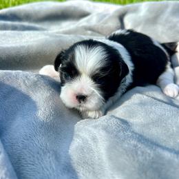 Snoopy - Black and white male Shih Tzu puppy in Geneva, Florida from Shih Tzu’s Creek