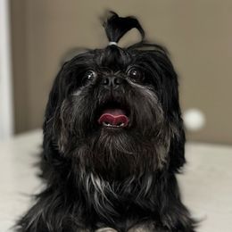 Stella - Shih Tzu