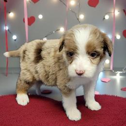 Baby Ruth - Brown merle female Aussiedoodle puppy in Boonville, North Carolina from Branch Creek kennels