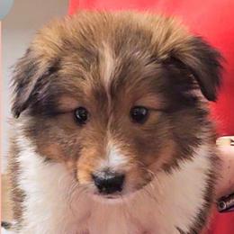 Girl 1 - Strawberry - Sable and white female Shetland Sheepdog puppy in Elberton, Georgia from Ioney's Southern Paws Shelties, Frenchies, and Yorkies