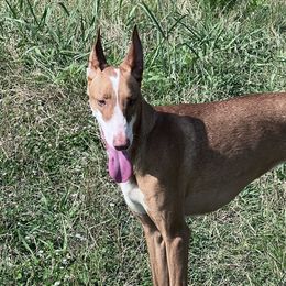 Hope - Ibizan Hound