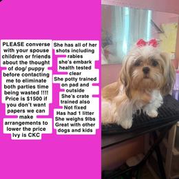 Ivy - Gold and white female Shih Tzu puppy in Roseville, Michigan from Diamond Paws LLC