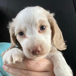 Hypnotic Girl 2 - Cream female Cairn Terrier puppy in Bigfork, Minnesota from Dachshunds Up North