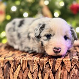 Jazzy - Blue merle female Miniature American Shepherd puppy in Ash Grove, Missouri from 3 Barrels Farms, LLC