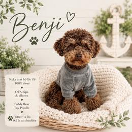 Benji - Poodle