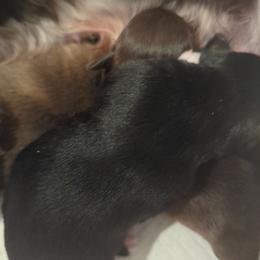 Boy 1 - Black male Miniature Schnauzer puppy in Eupora, Mississippi from Mississippi Mini Schnauzers